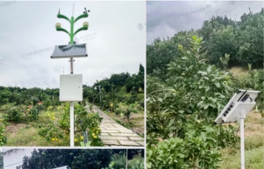 賽通科技如何用數字科技賦能西部農業 賽通科技如何用數字科技賦能西部農業